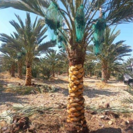 Gallery Image 10
